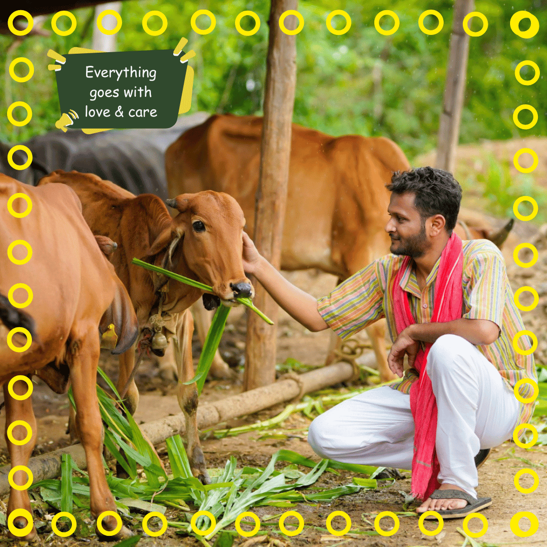 Desi Cow Bilona Ghee