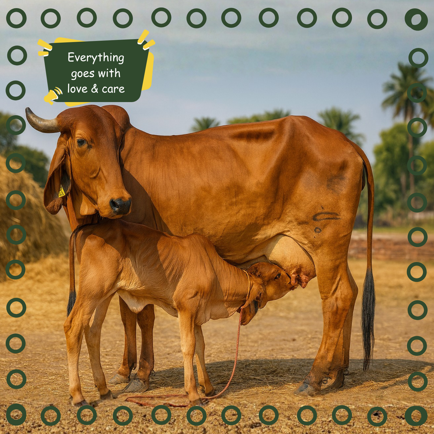 Gir Cow Bilona Ghee