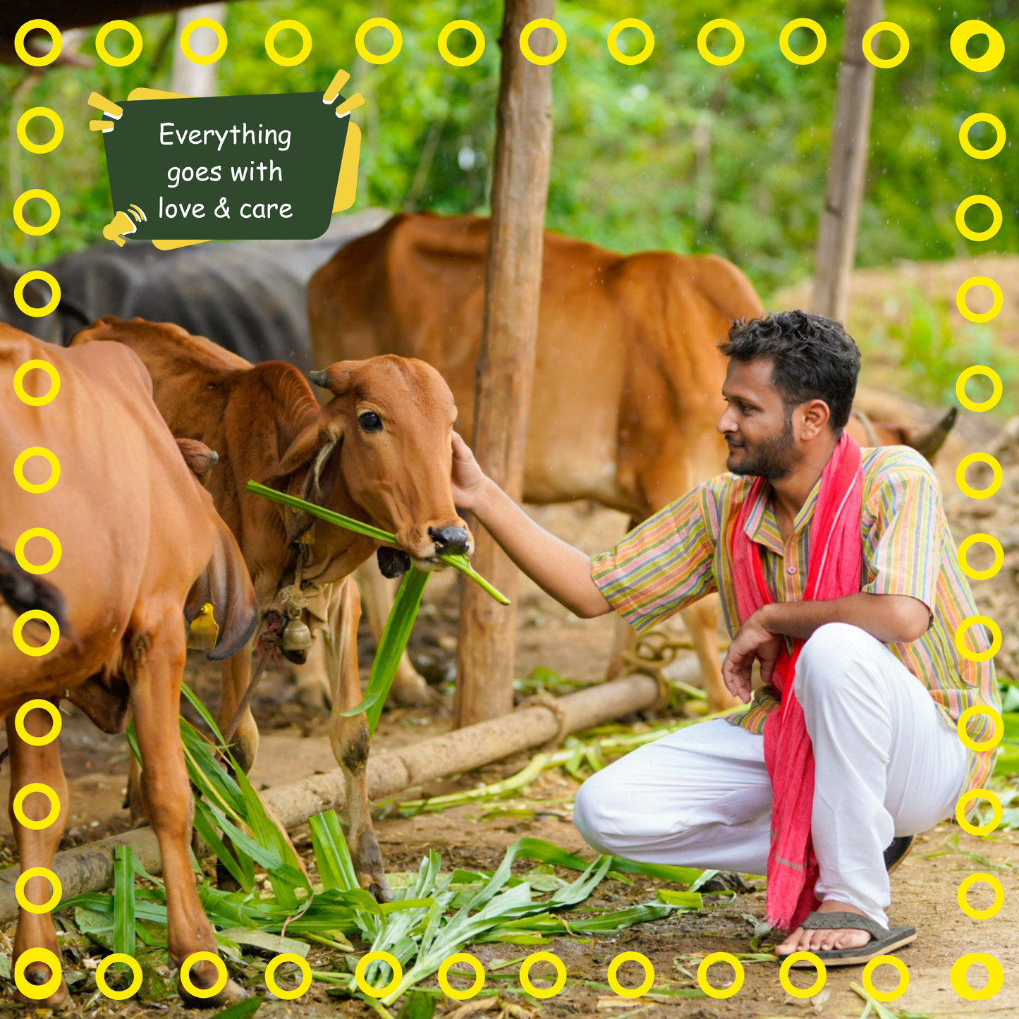 Desi Cow Bilona Ghee