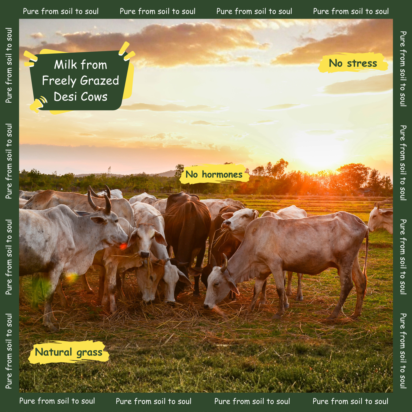 Desi Cow Bilona Ghee